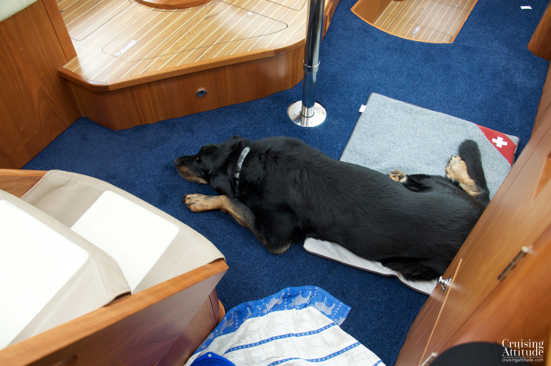 Boat dog | Cruising Attitude Sailing Blog - Discovery 55