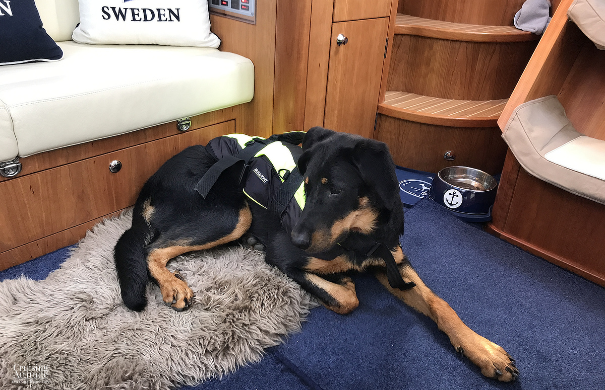 Sailing with dogs | Cruising Attitude Sailing Blog | Discovery 55