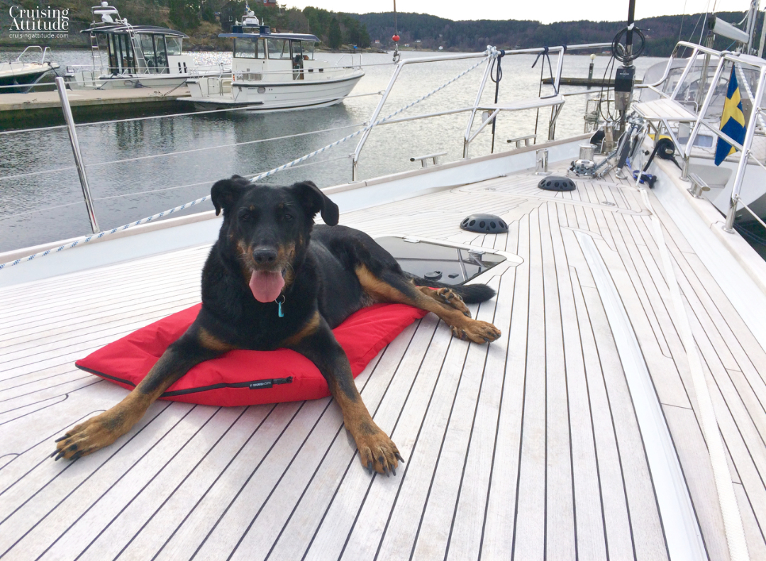 Our boat dog | Cruising Attitude Sailing Blog - Discovery 55