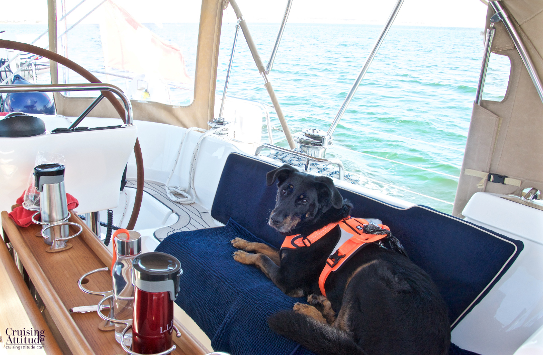 Senna enjoying the sail | Cruising Attitude Sailing Blog - Discovery 55
