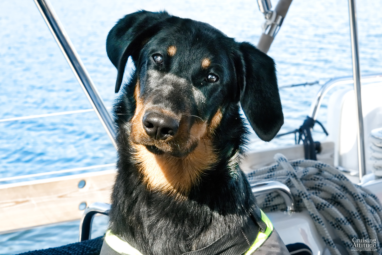 Our dog Senna, a beauceron | Cruising Attitude Sailing Blog - Discovery 55
