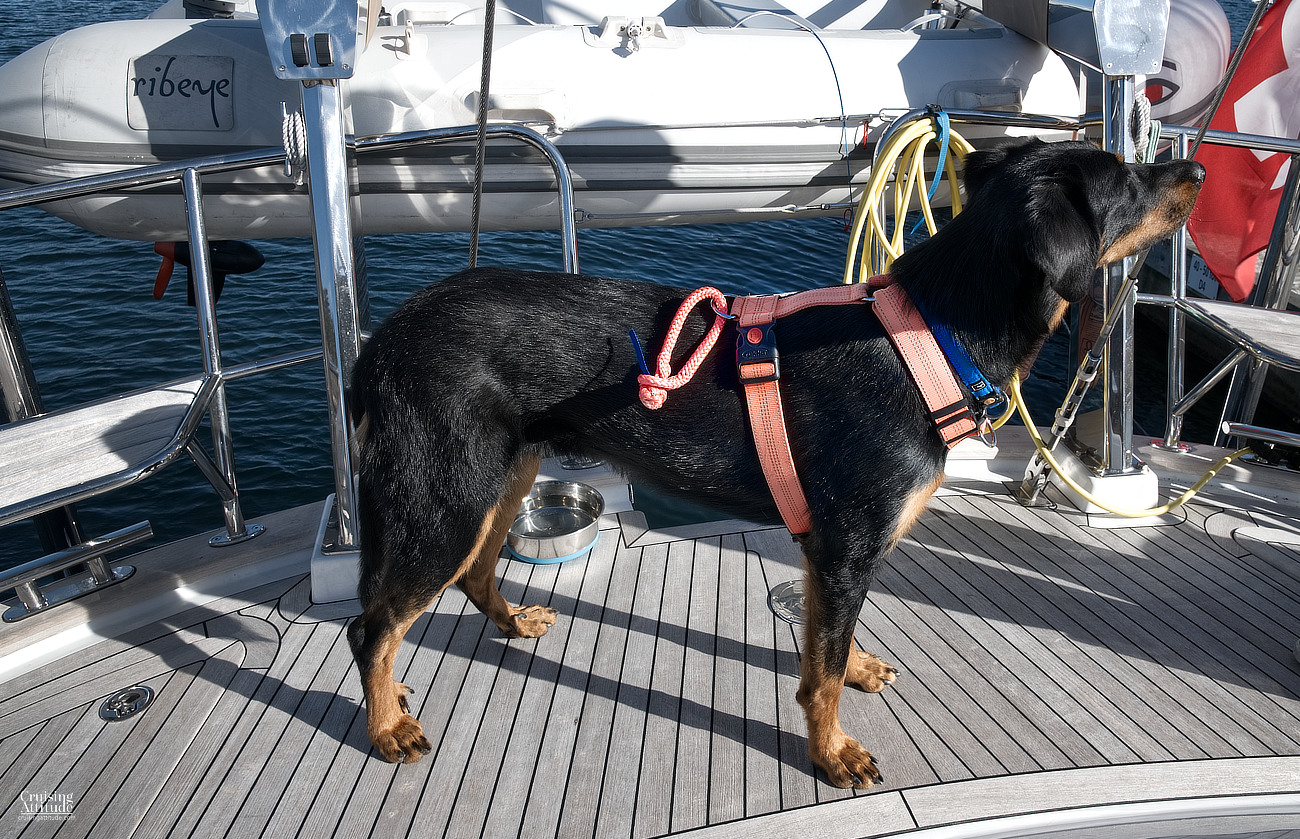 Mika with her harness and soft shackle | Cruising Attitude Sailing Blog | Discovery 55